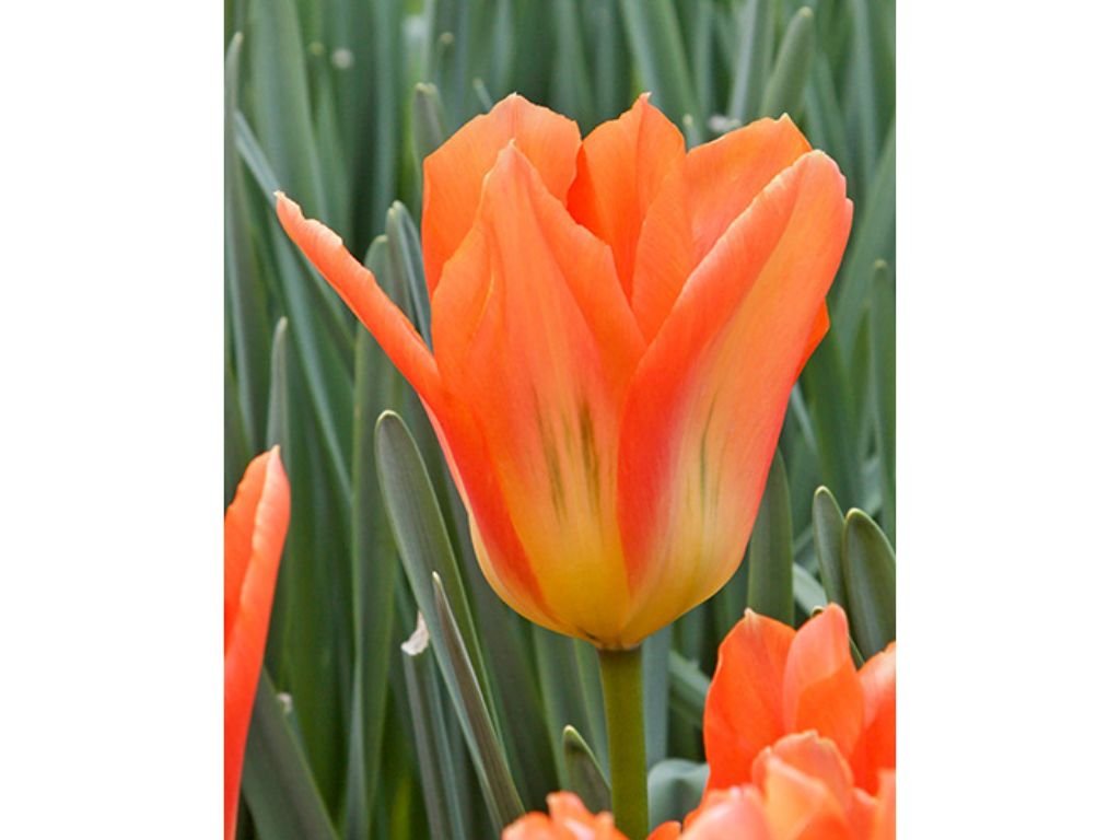 Tulipán Orange Emperor 3 ks v kont. 0,5 l