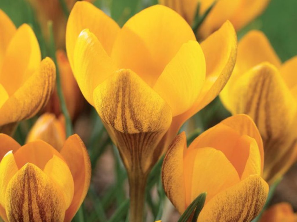 Krokus Dorothy 3 ks v kont. 0,5 l