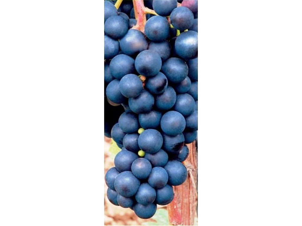 Vinič stolový ATTIKA bezsemenný(2)