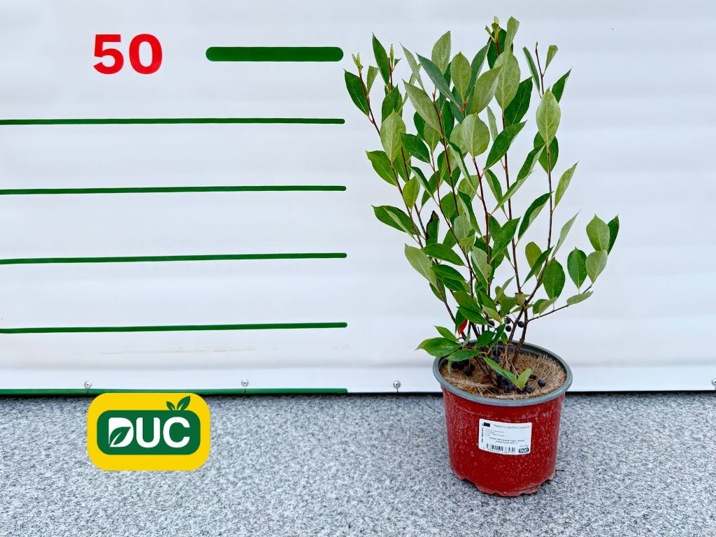 Drobné ovocie Arónia čiernoplodá Hugin 20 30cm(2)
