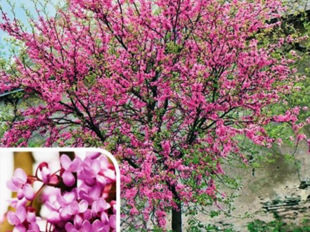 Zmarlika Jidášova, výška 20-30 cm, květináč 2 l