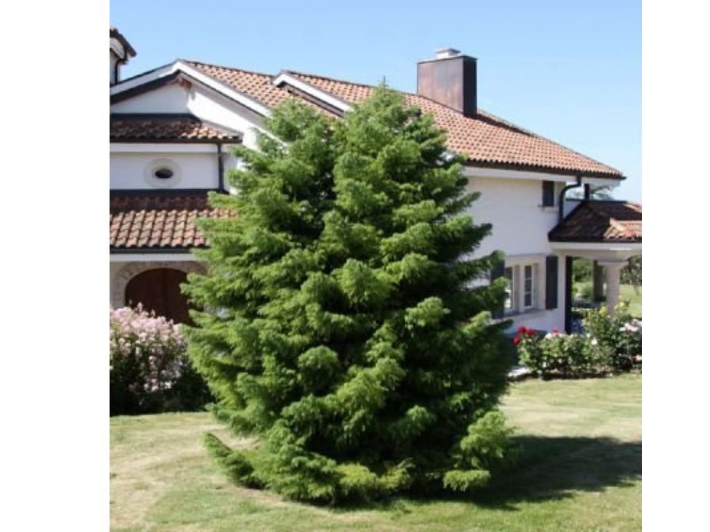 Okrasné kry Kryptoméria japonská Elegans Viridis 20 30cm(8)