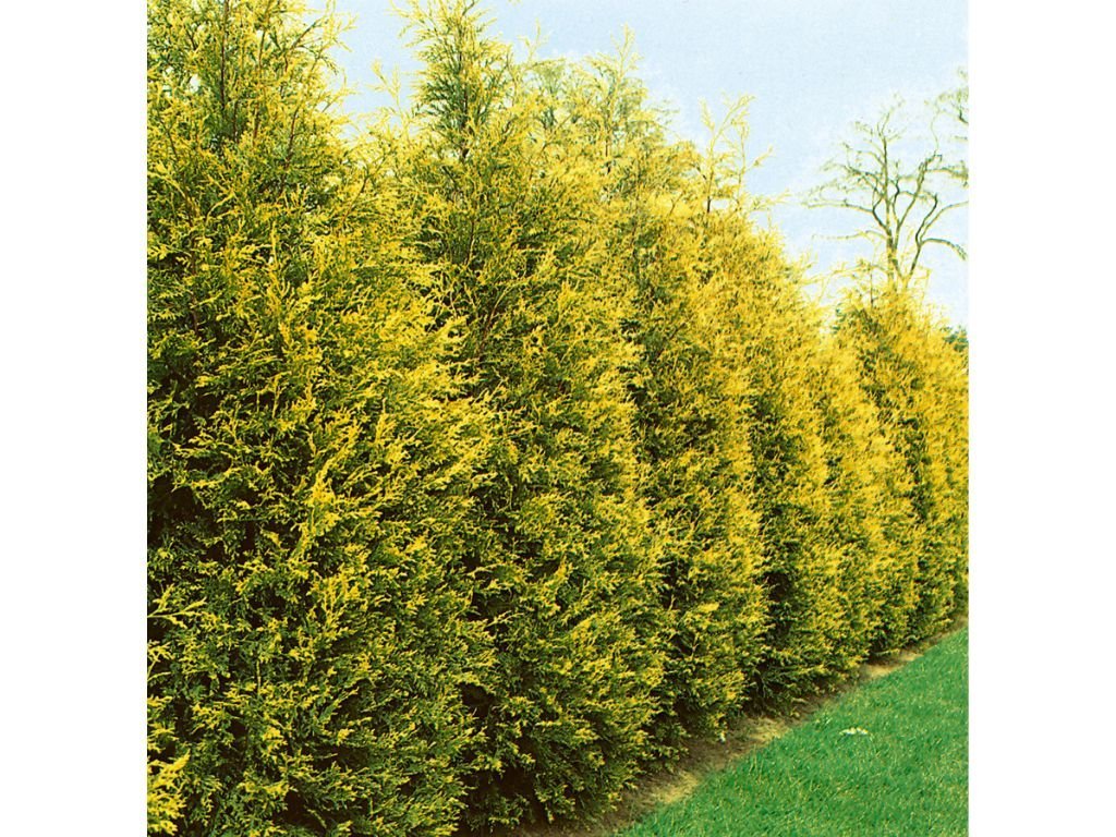 Okrasné stromy Cyprusovec leylandský Gold Rider 30 40cm(5)
