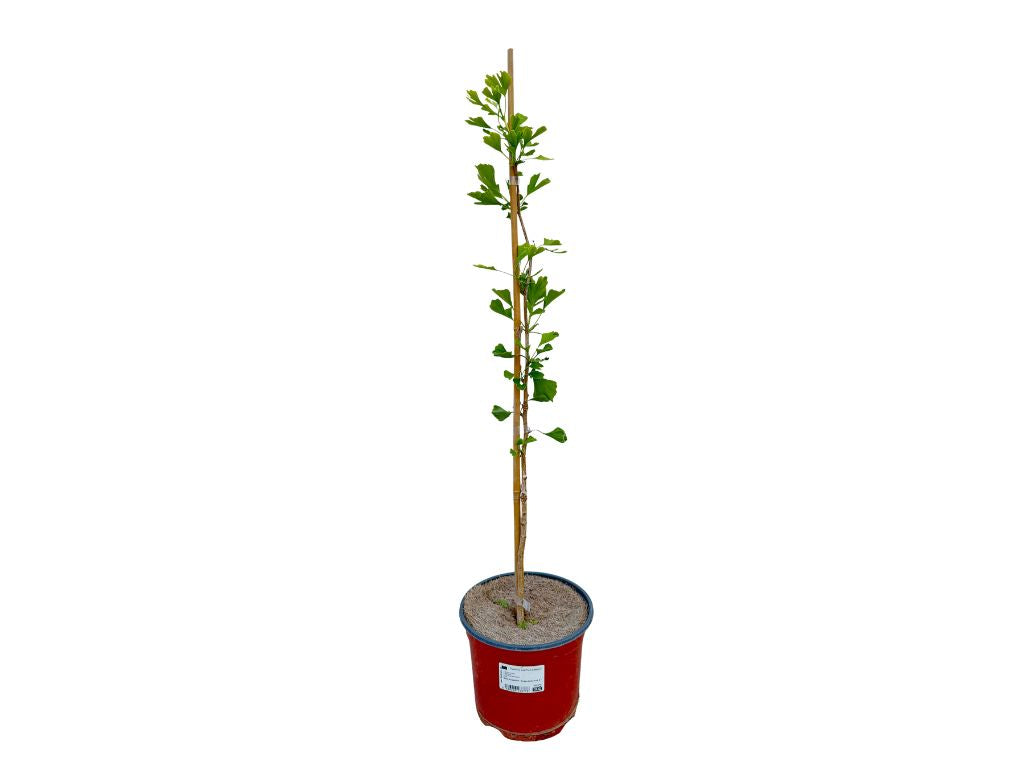 Okrasné stromy Ginko dvojlaločné 60 80cm(4)