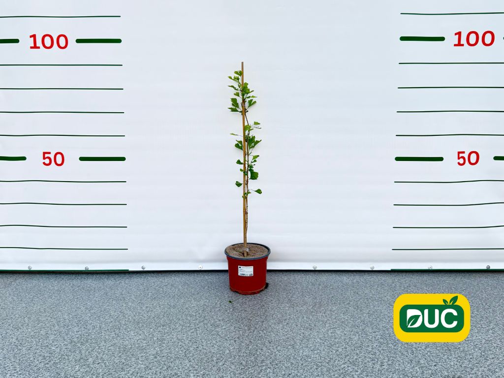Okrasné stromy Ginko dvojlaločné 60 80cm(2)