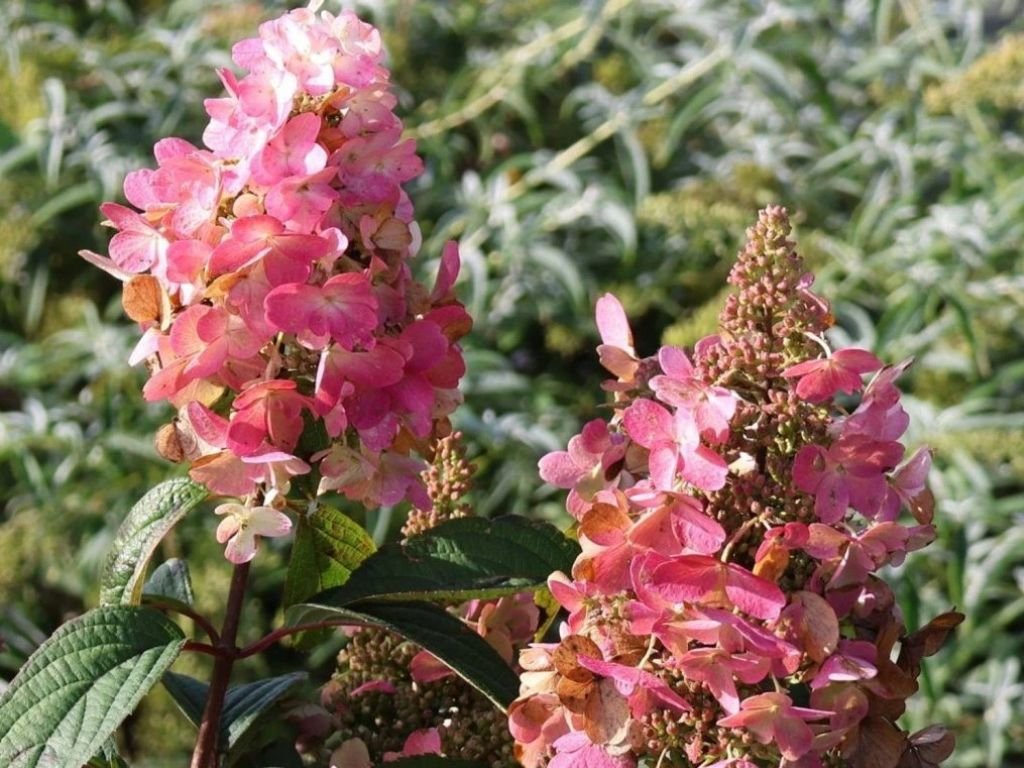 Okrasné kry Hortenzia metlinatá Pink Diamond 20 30cm(5)