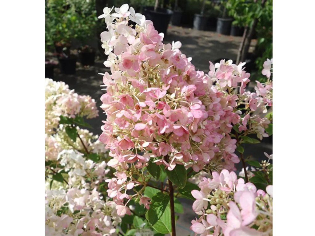 Okrasné kry Hortenzia metlinatá Pink Diamond 20 30cm(7)