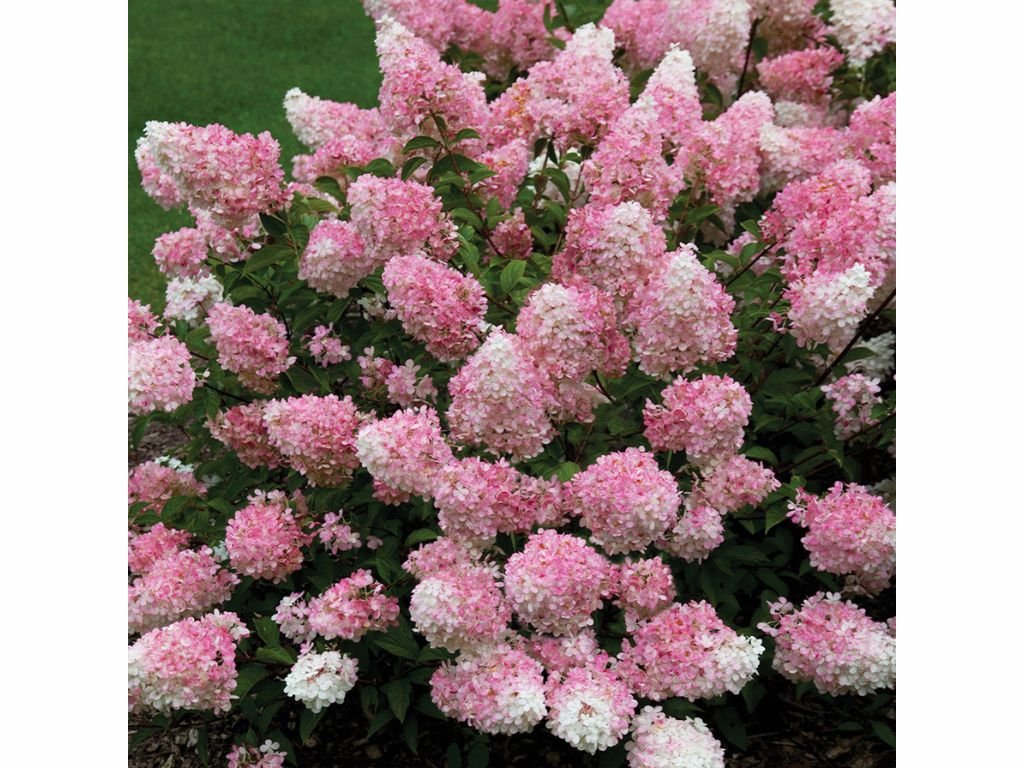 Hortenzie latnatá Vanille Fraise, výška 20–30 cm, květináč 2 l