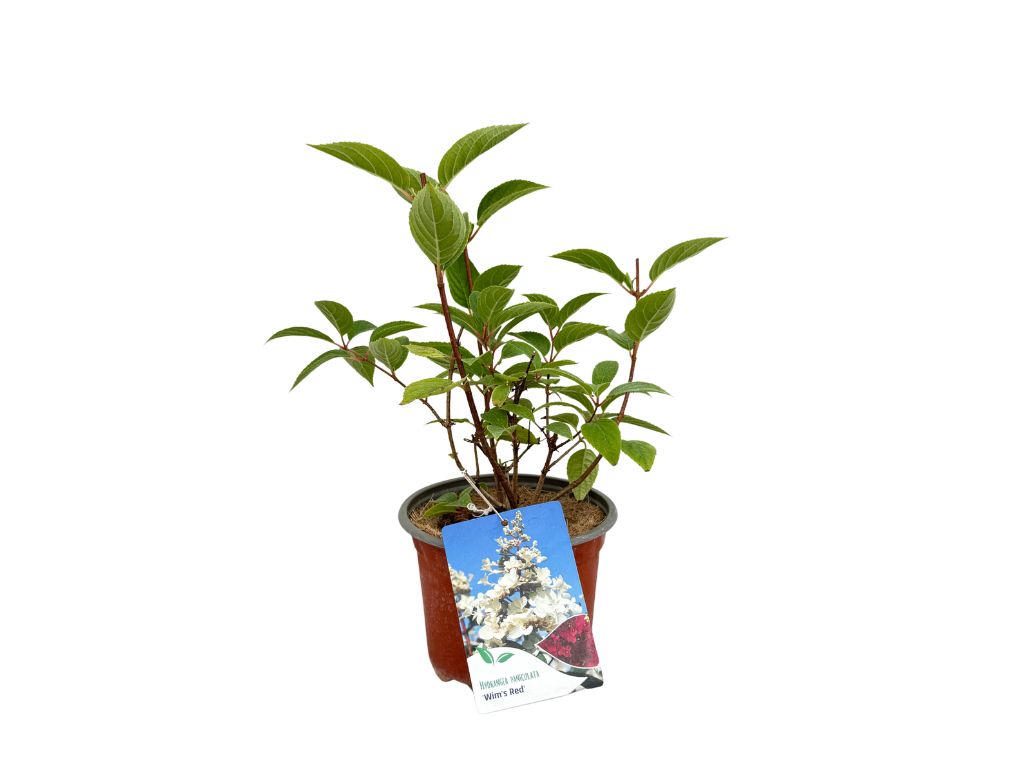 Okrasné kry Hortenzia metlinatá Wims Red 20 30cm(7)
