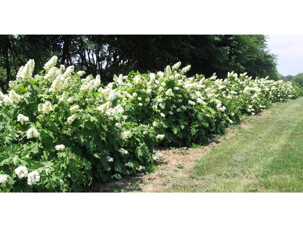 Okrasné kry Hortenzia dubolistá Alice 20 40cm(7)