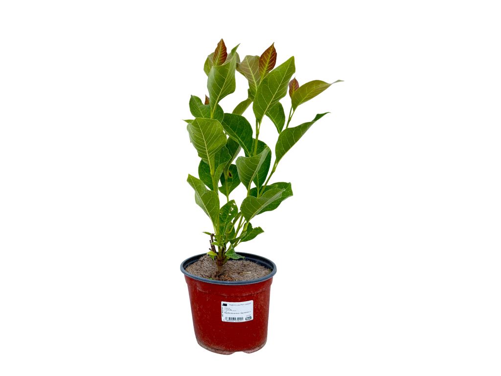 Okrasné stromy Magnólia Heaven Scent 20 40cm(5)