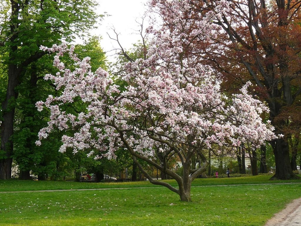 Okrasné stromy Magnólia Soulangeova 20 40cm(5)