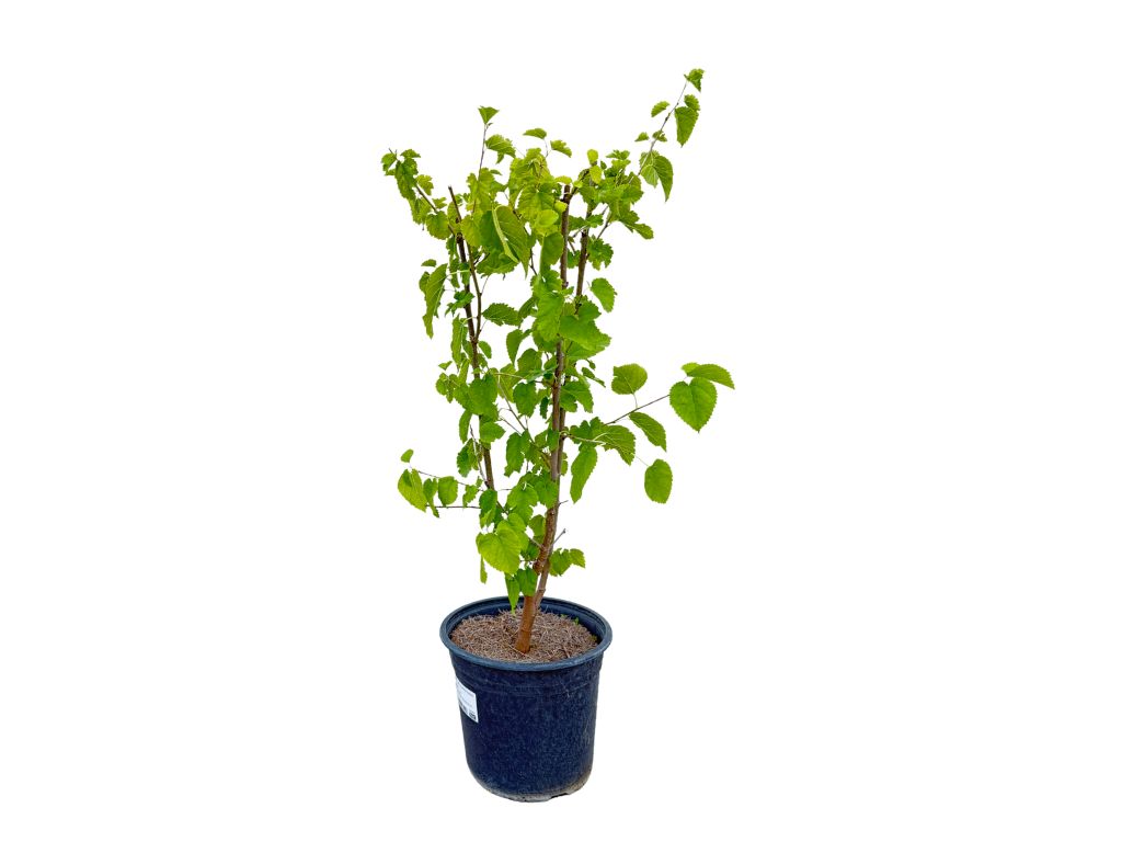 Drobné ovocie Moruša biela 40 70cm(5)