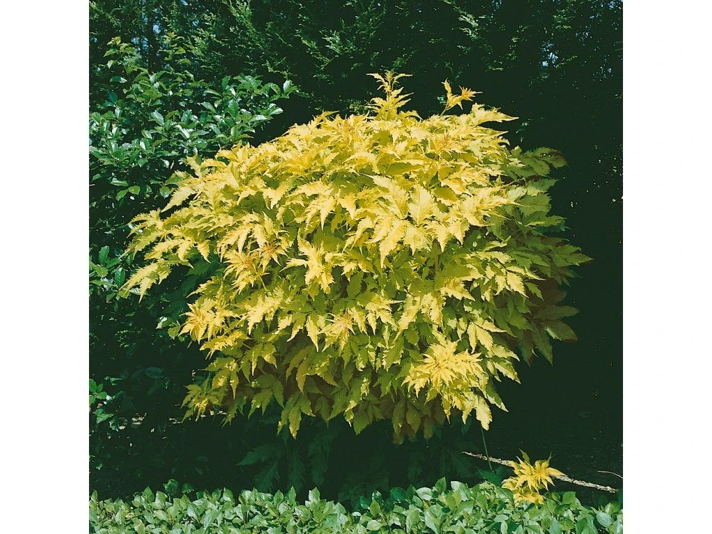 Tavoľa kalinolistá 'Dart's Gold'(5)