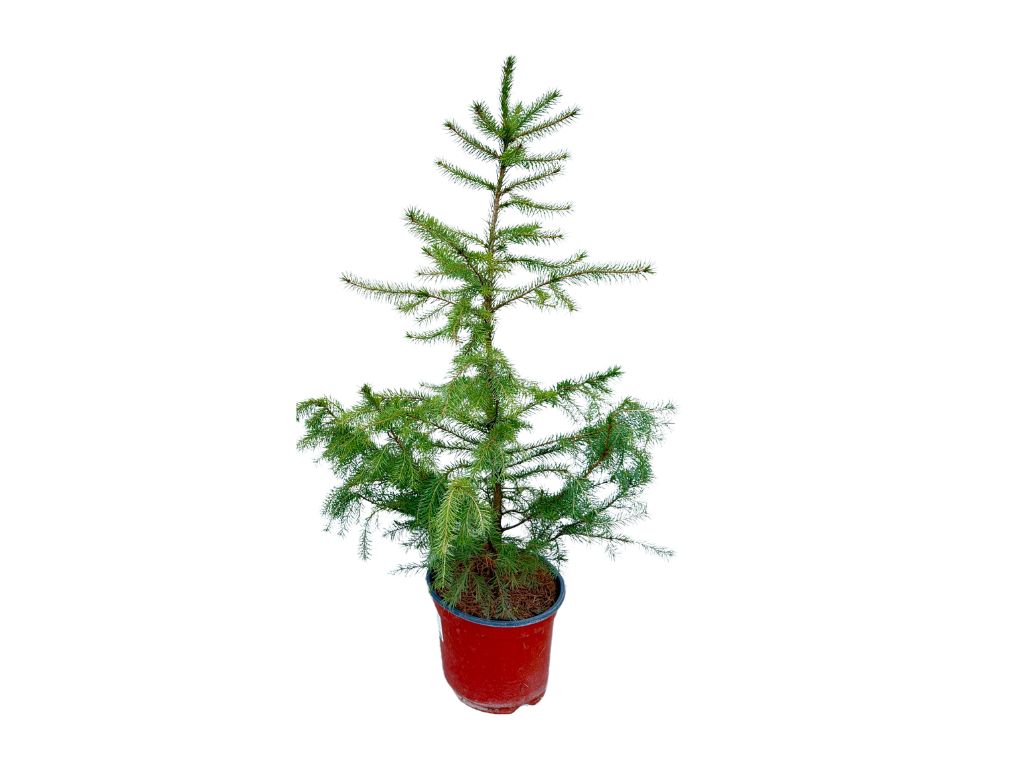 Okrasné stromy Smrek balkánsky Omorika 40 70cm(6)
