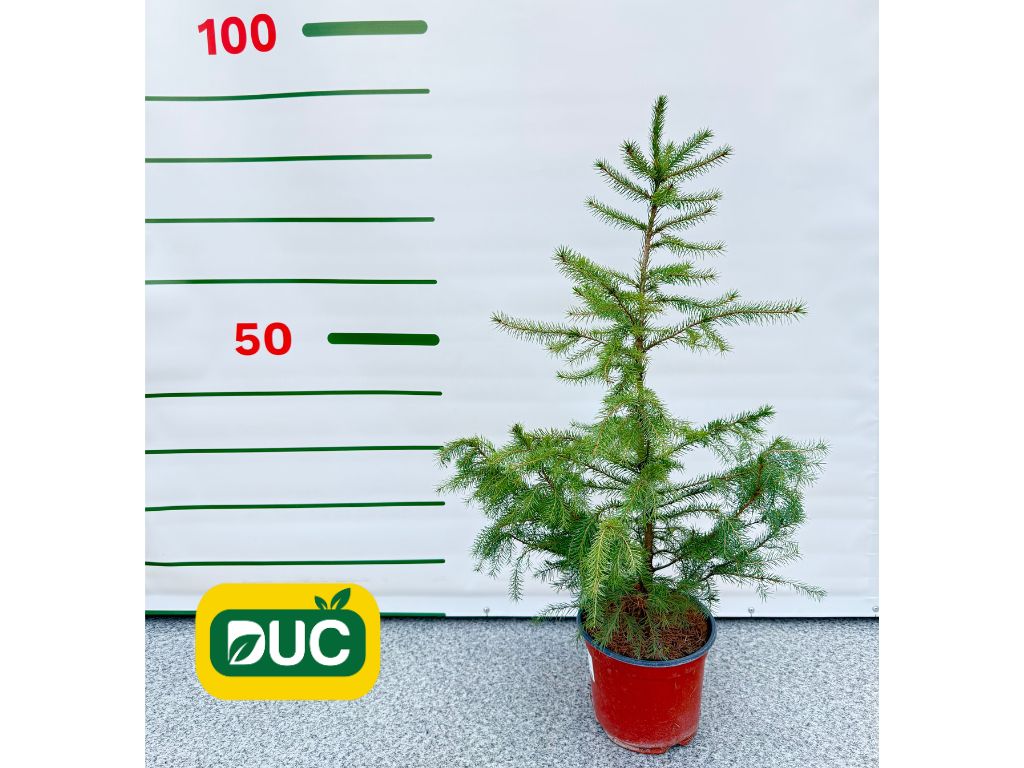 Okrasné stromy Smrek balkánsky Omorika 40 70cm(2)