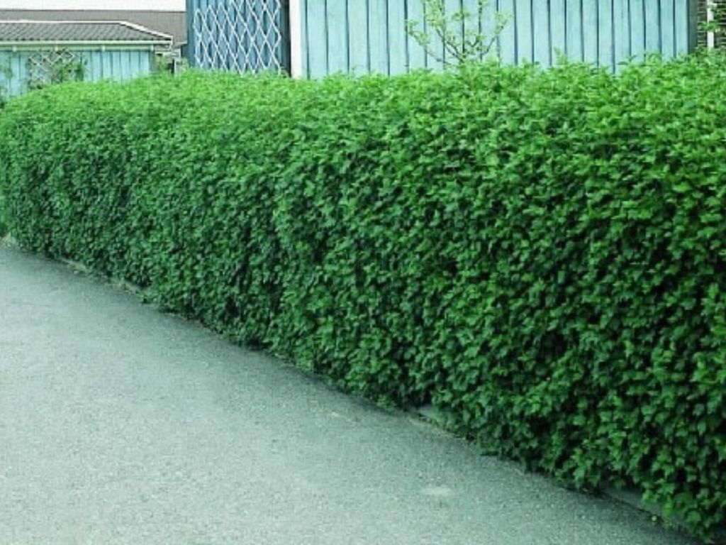 Okrasné kry Ríbezľa alpínska 'Schmidt'(2)