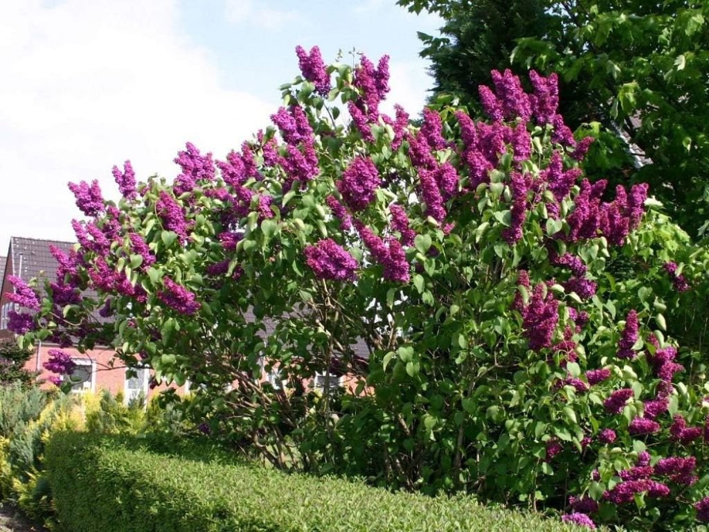 Šeřík obecný Znamya Lenina, výška 40-70 cm, květináč 2 l