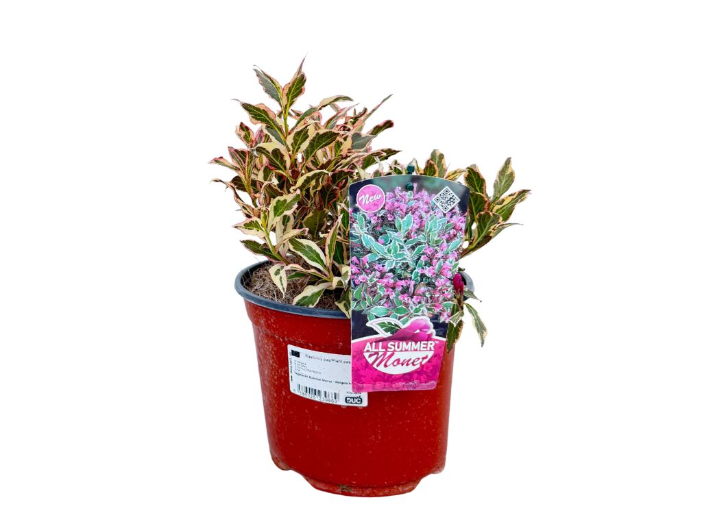 Okrasné kry Vajgela All Summer Monet 10 20cm(6)
