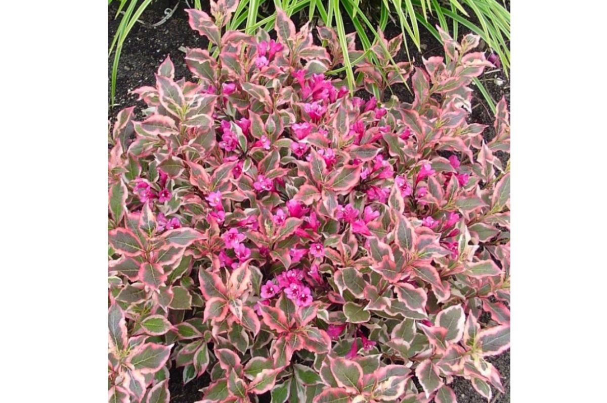 Okrasné kry Vajgela All Summer Monet 10 20cm(8)