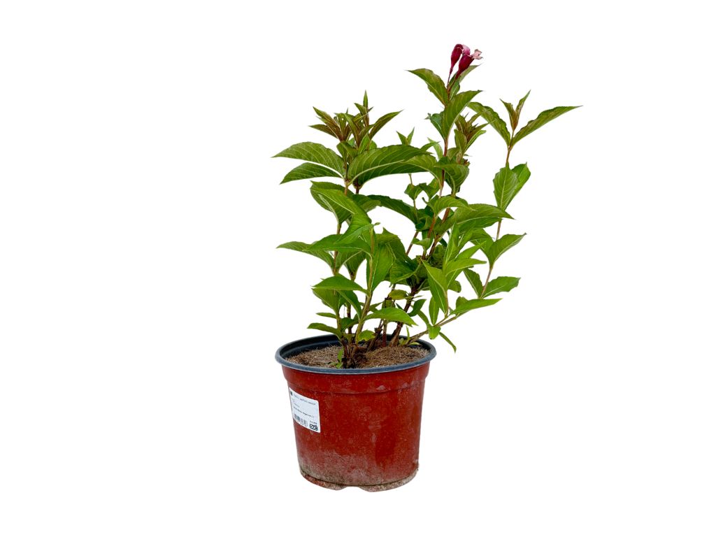 Okrasné kry Vajgela Eva Rathke 20 30cm(6)