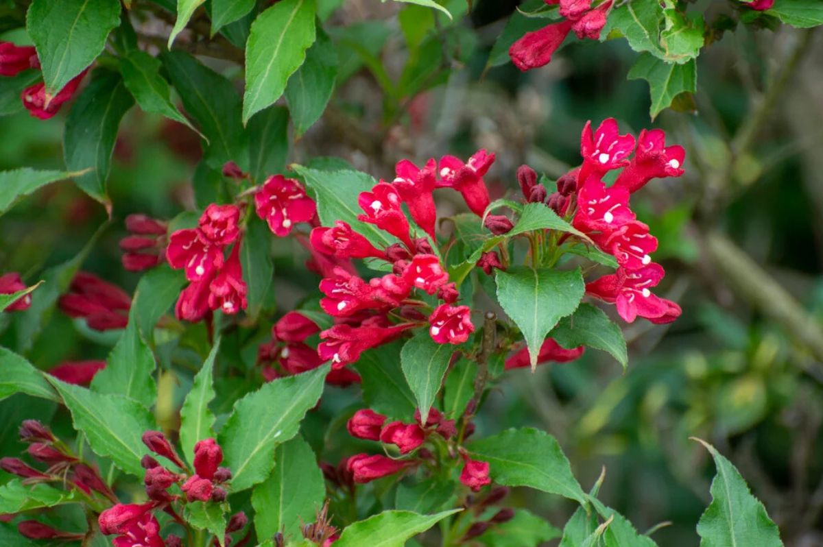 Okrasné kry Vajgela Red Prince 20 30cm(3)