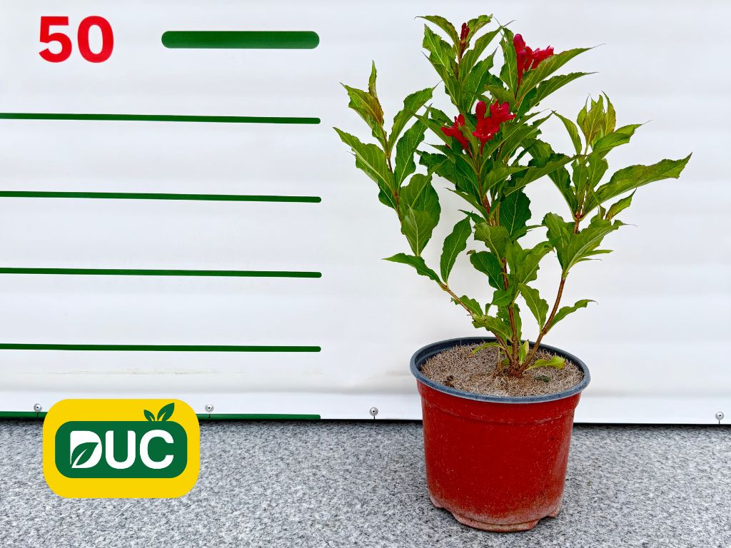 Okrasné kry Vajgela Red Prince 20 30cm(2)