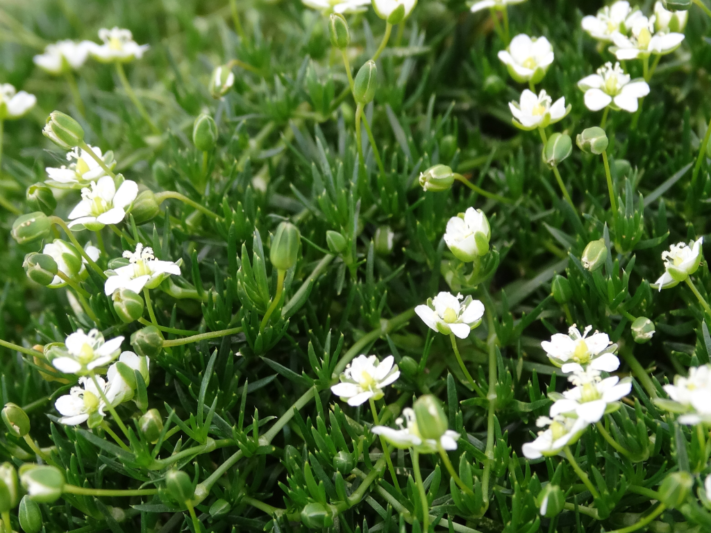 greenmoss2