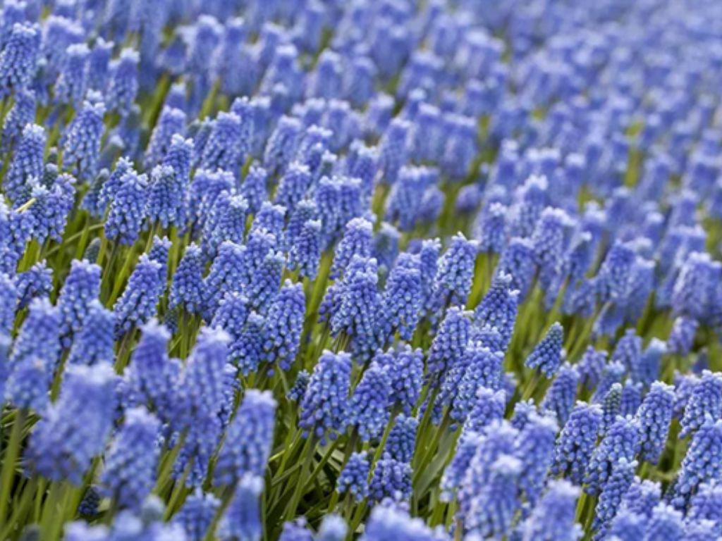 Modrica Blue Magic(4)