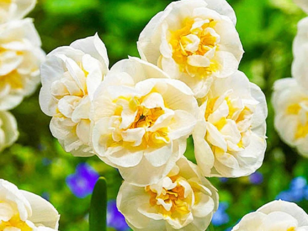 Cibuľoviny Narcis Bridal Crown