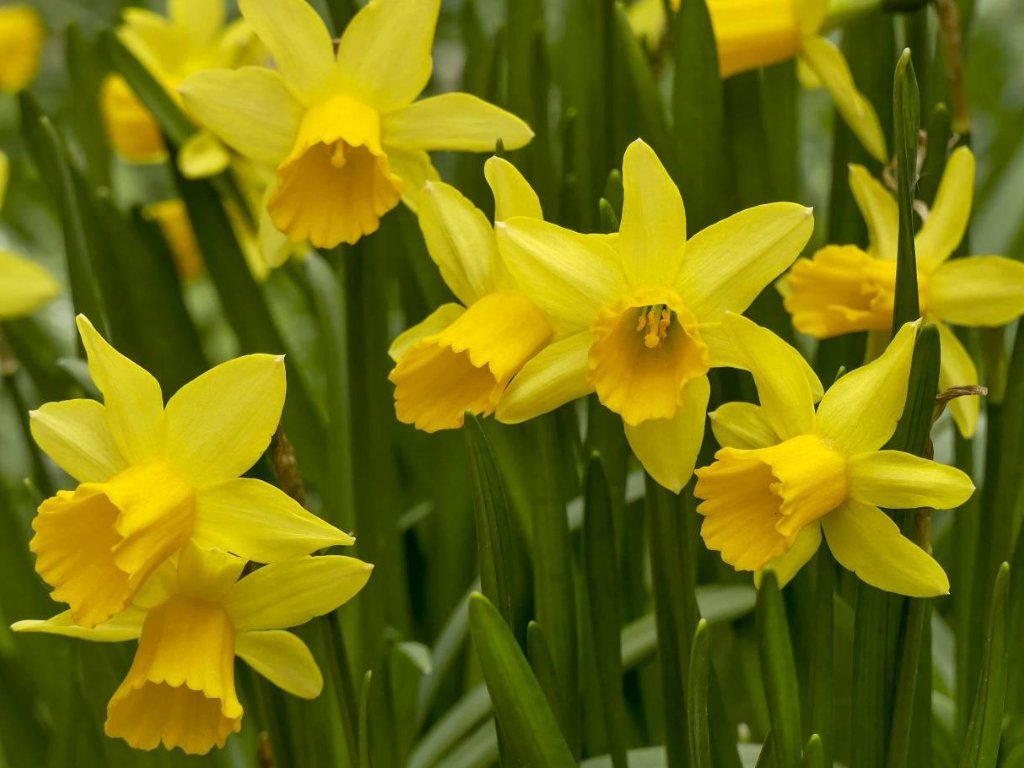 Narcis Tete a Tete - Narcissus, kont. p9