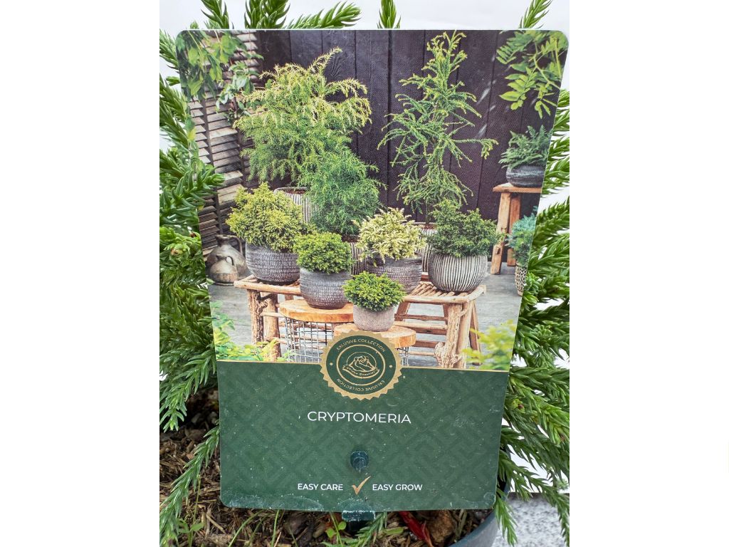 Okrasné kry Kryptoméria japonská Little Champion cca 20 cm(4)
