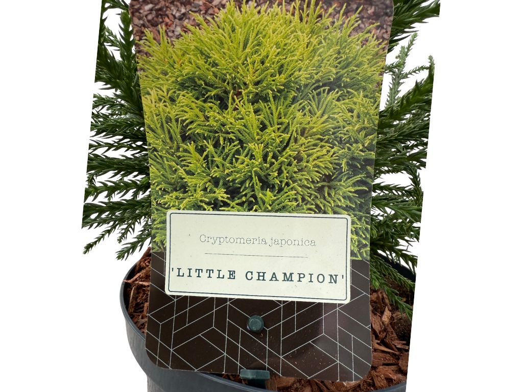 Okrasné kry Kryptoméria japonská Little Champion cca 20 cm(3)