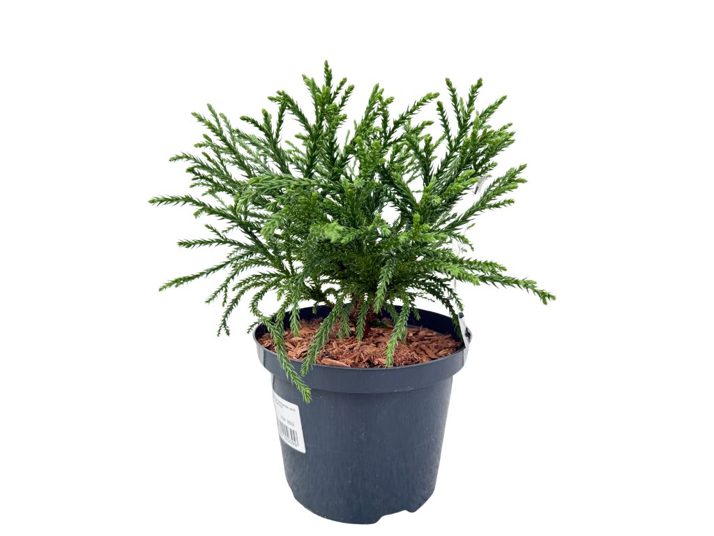 Okrasné kry Kryptoméria japonská Little Champion cca 20 cm(1)