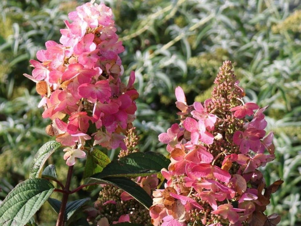 Okrasné kry Hortenzia metlinatá 'Pink Diamond'(4)