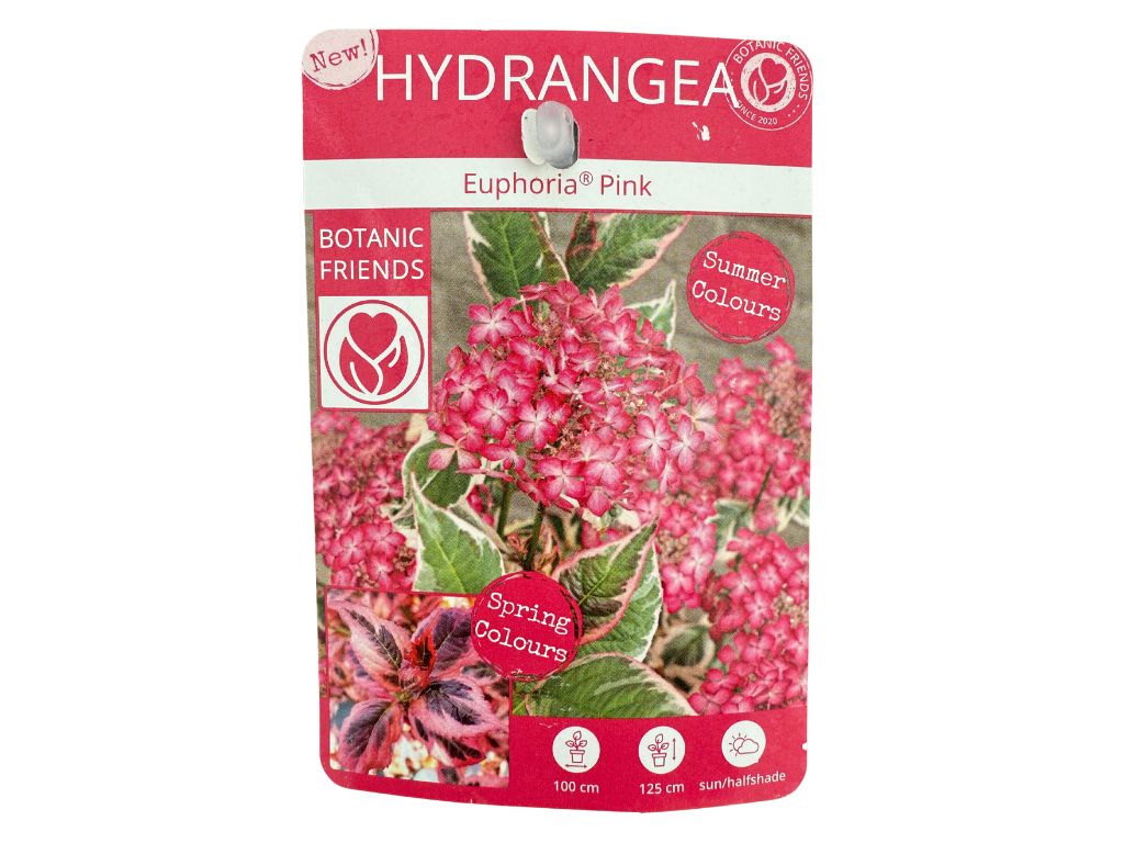 Okrasné kry Hortenzia pílovitá Euphoria Pink 25 35 cm(4)