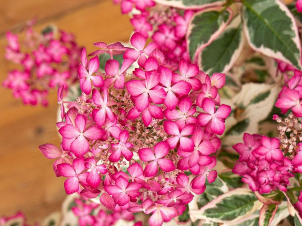 Okrasné kry Hortenzia pílovitá Euphoria Pink 25 35 cm(5)