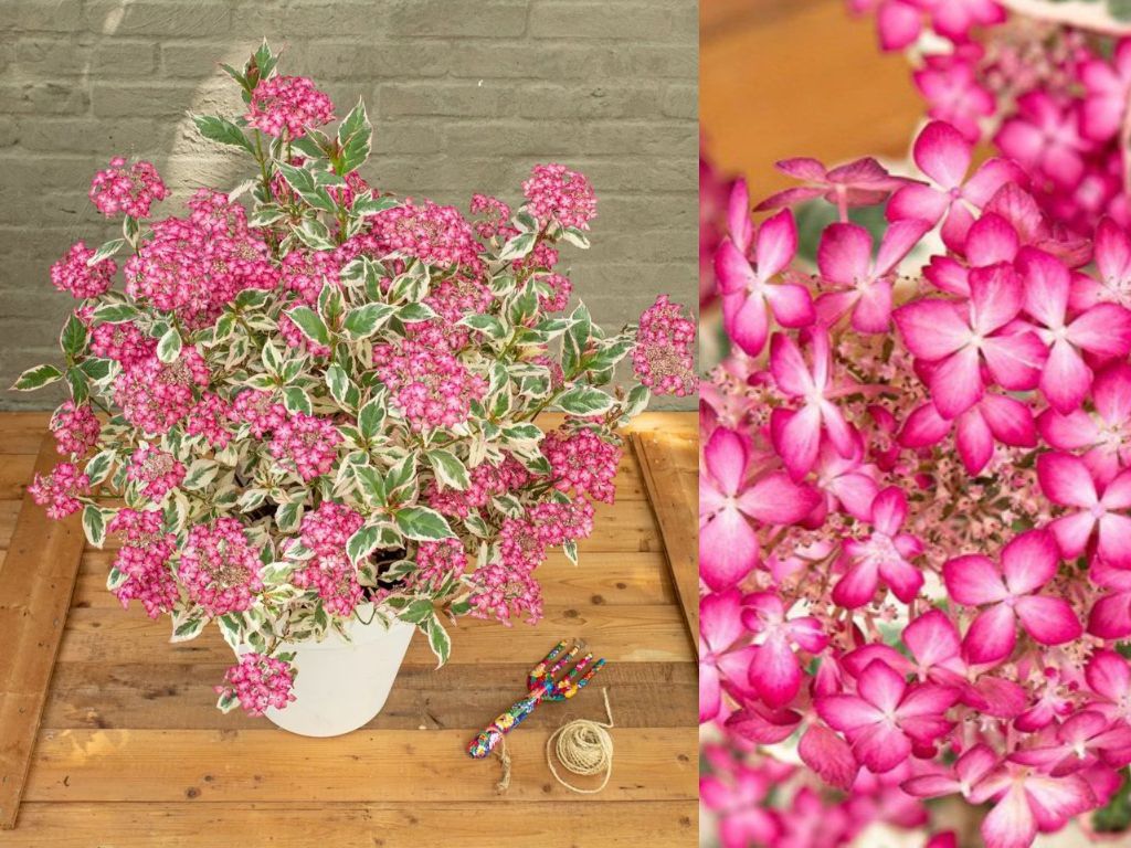 Okrasné kry Hortenzia pílovitá Euphoria Pink 25 35 cm(1)