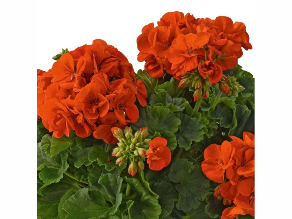 Muškát vzpriamený Dolomites orange(1)