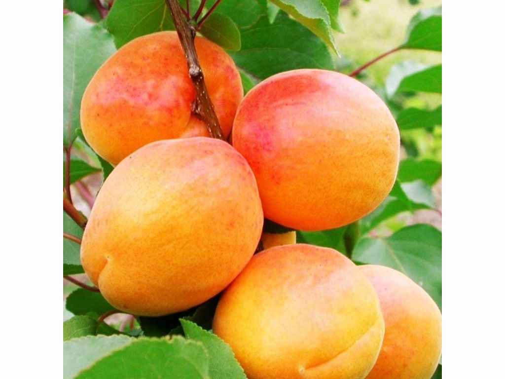 Ovocné stromy Marhuľa 'San Castrese'(1)