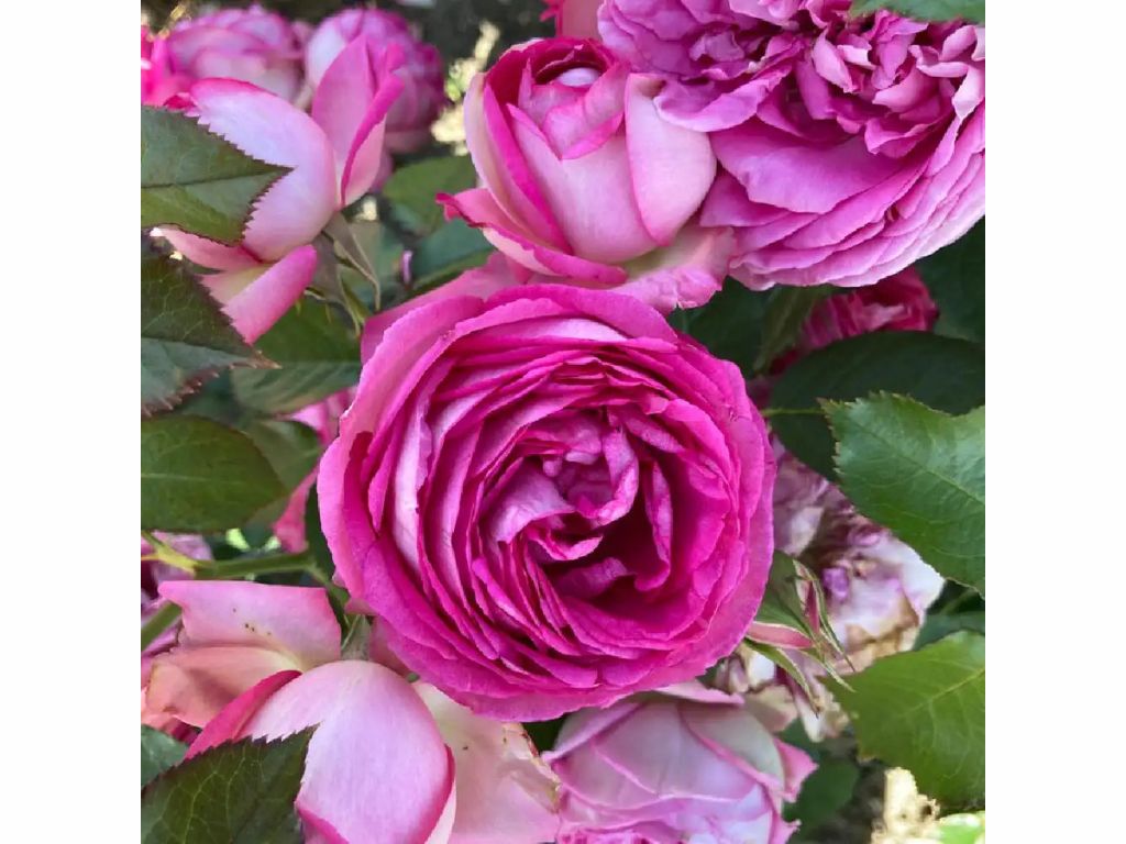 Popínavé rastliny Ruža popínavá Pierre De Ronsard Rosa(2)