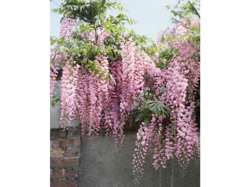Popínavé rastliny Vistéria kvetnatá Rosea 150-200 cm(5)