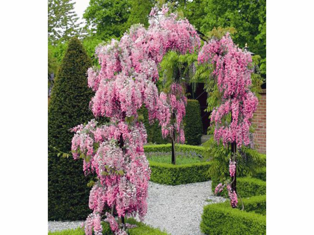 Popínavé rastliny Vistéria kvetnatá Rosea 150-200 cm(7)