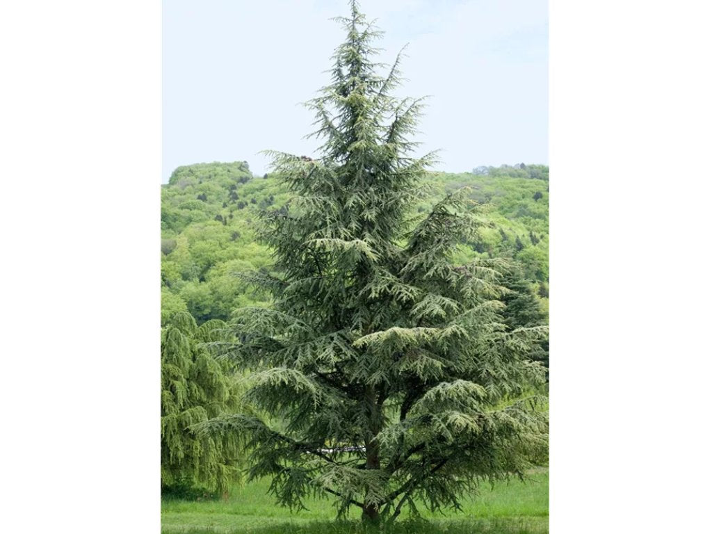 Okrasné stromy Céder himalájsky Robusta Glauca 120 140 cm rozvetvený(5)