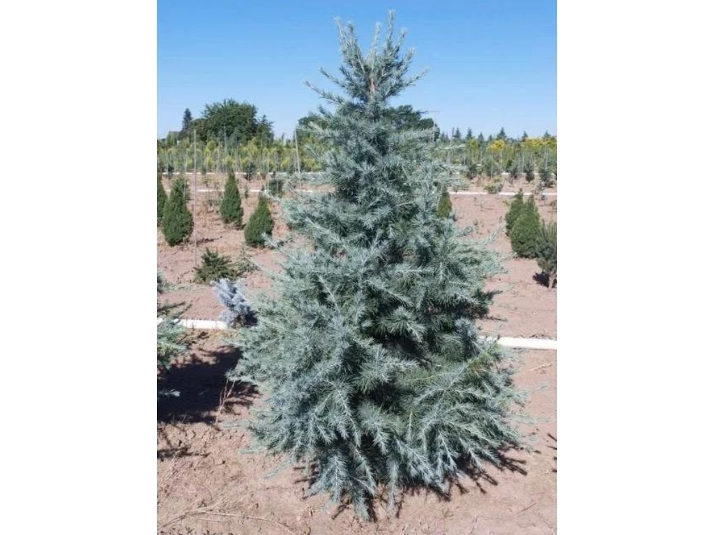 Okrasné stromy Céder himalájsky Robusta Glauca 120 140 cm rozvetvený(7)