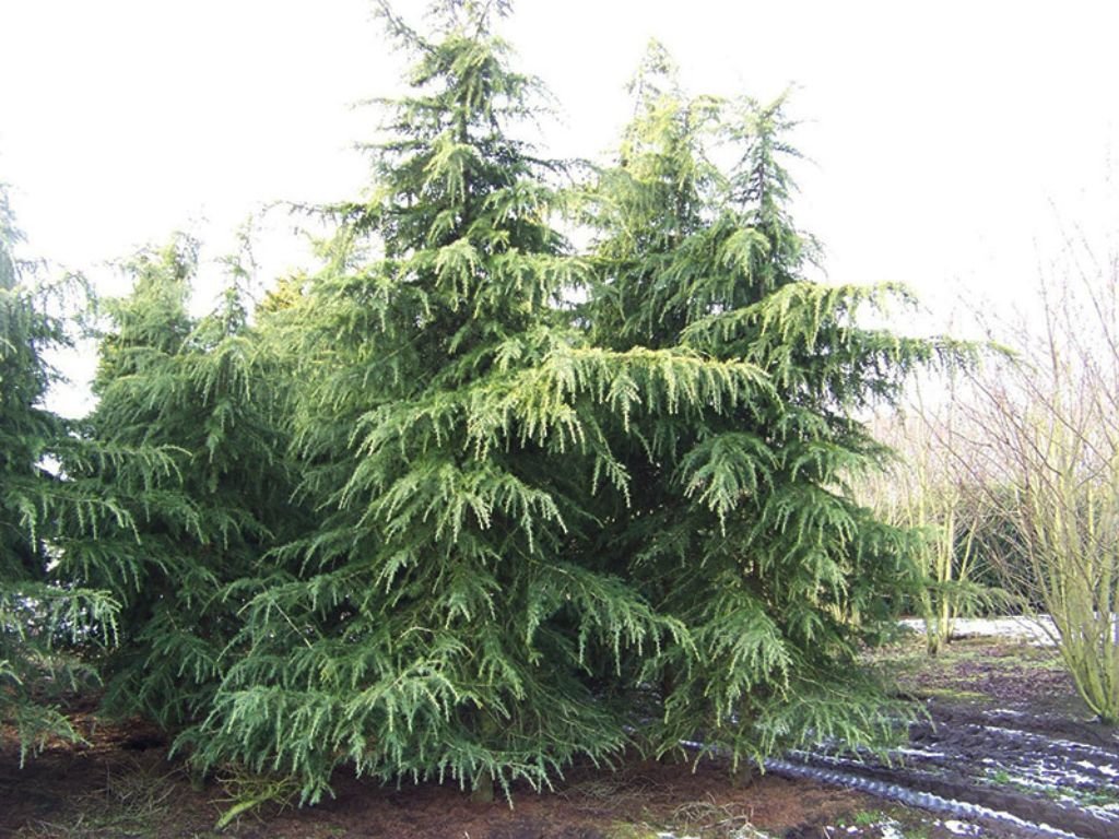Okrasné stromy Céder himalájsky Robusta Glauca 120 140 cm rozvetvený(1)