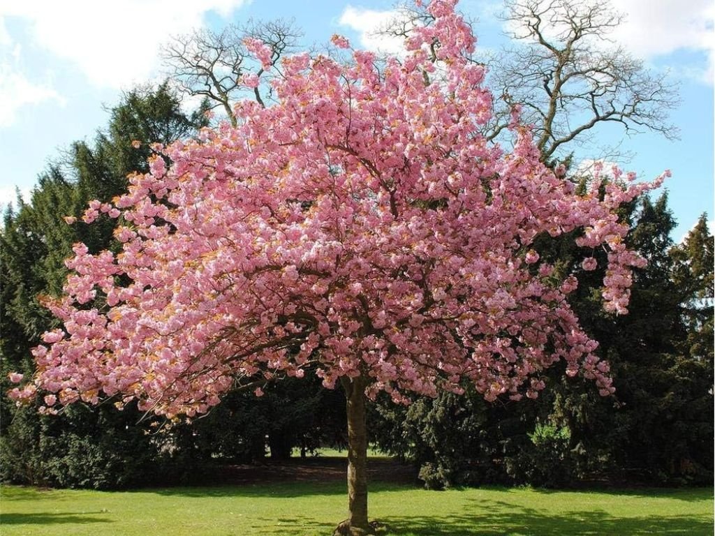 Třešeň okrasná Kanzan na kmínku 110-130 cm, výška 170-220 cm, květináč 18 l