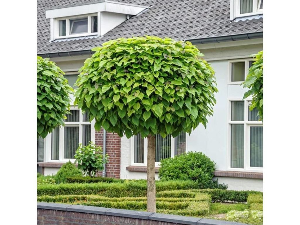 Katalpa trubačovitá Nana na kmínku 190-210cm, výška 230-260 cm, květináč 18 l