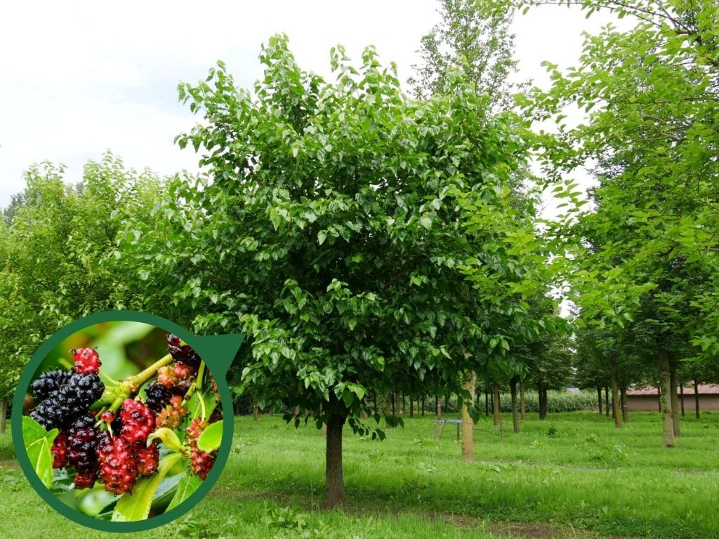 Drobné ovocie Moruša biela na kmienku, výška 250 320cm(1)