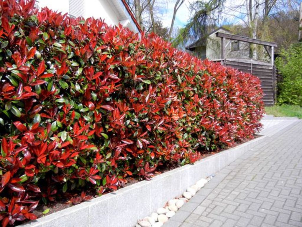 Okrasné kry Červienka fraserová RED ROBIN 70 100 cm(5)